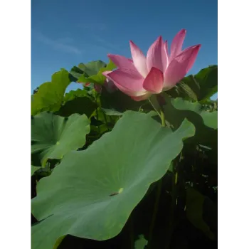 Fresh Lotus Flower